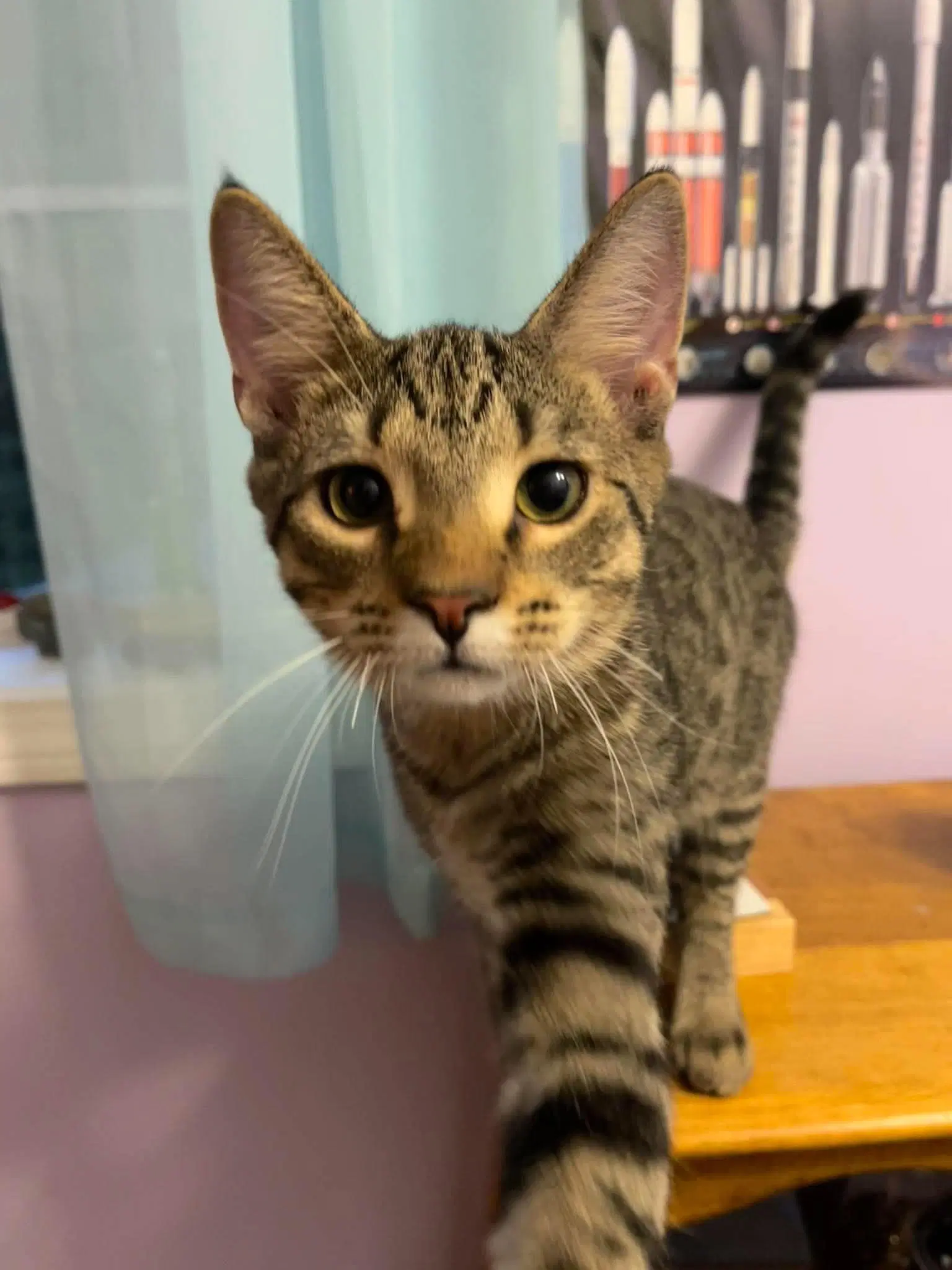 John Brown And Patrick Henry - Domestic Short Hair