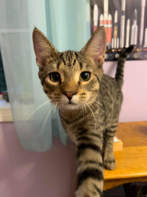 John Brown AND Patrick Henry, a cat for adoption from FuRRR Feline Rescue