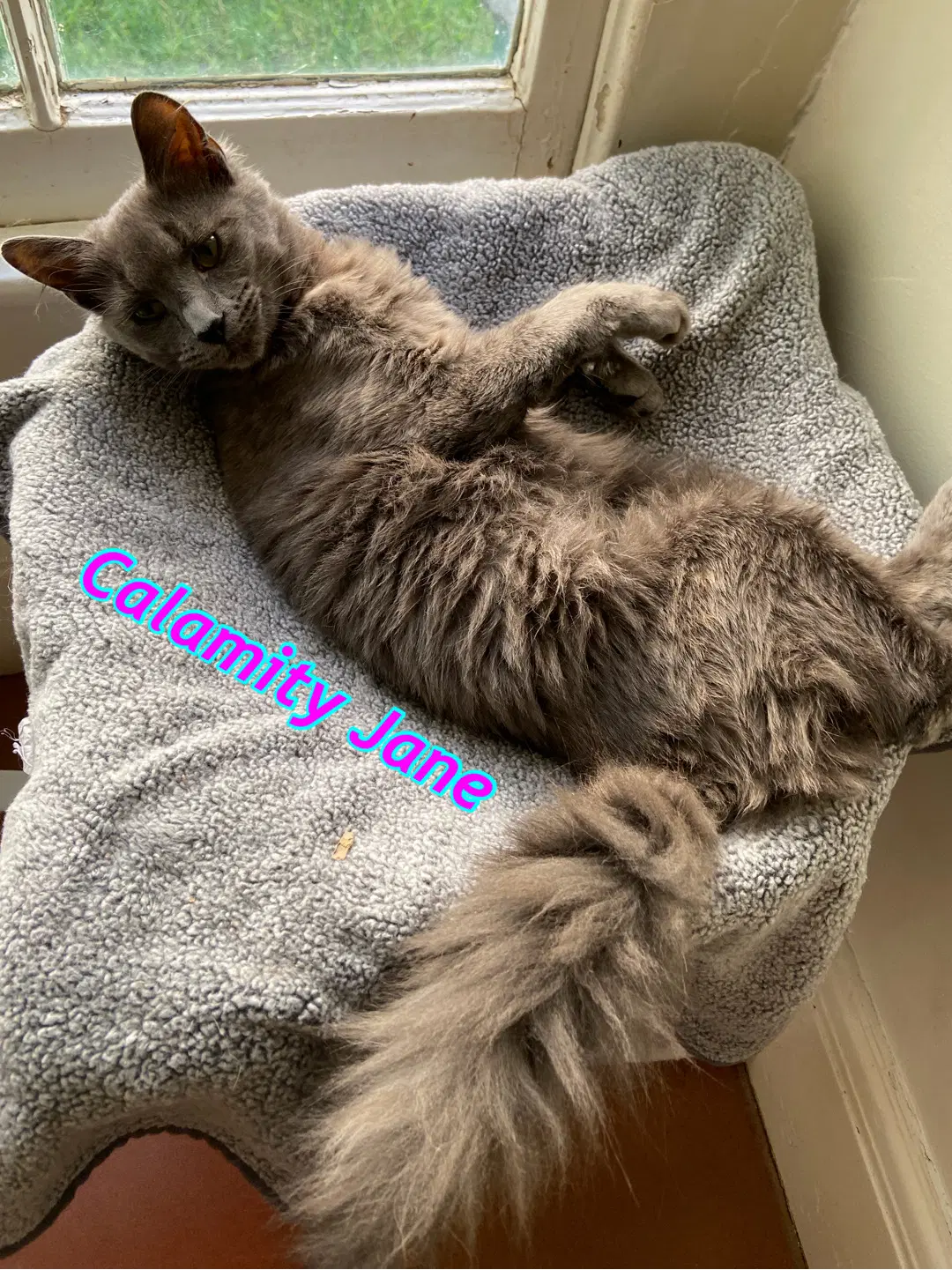 Calamity Jane image 2