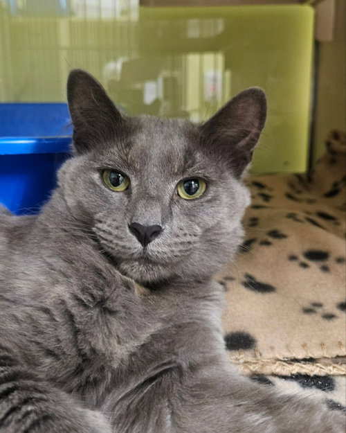 picture of the cat needing adoption