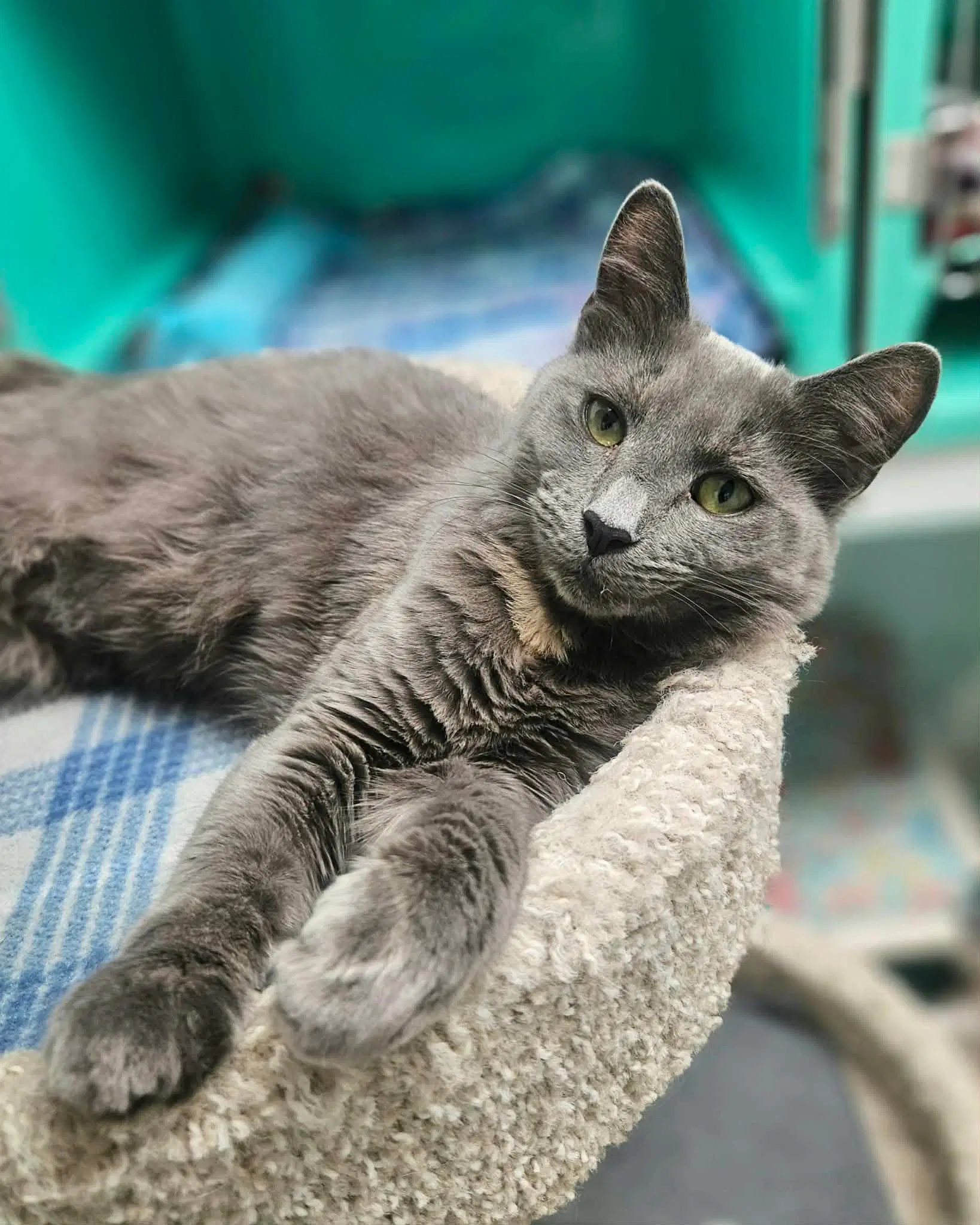 Calamity Jane - Domestic Medium Hair