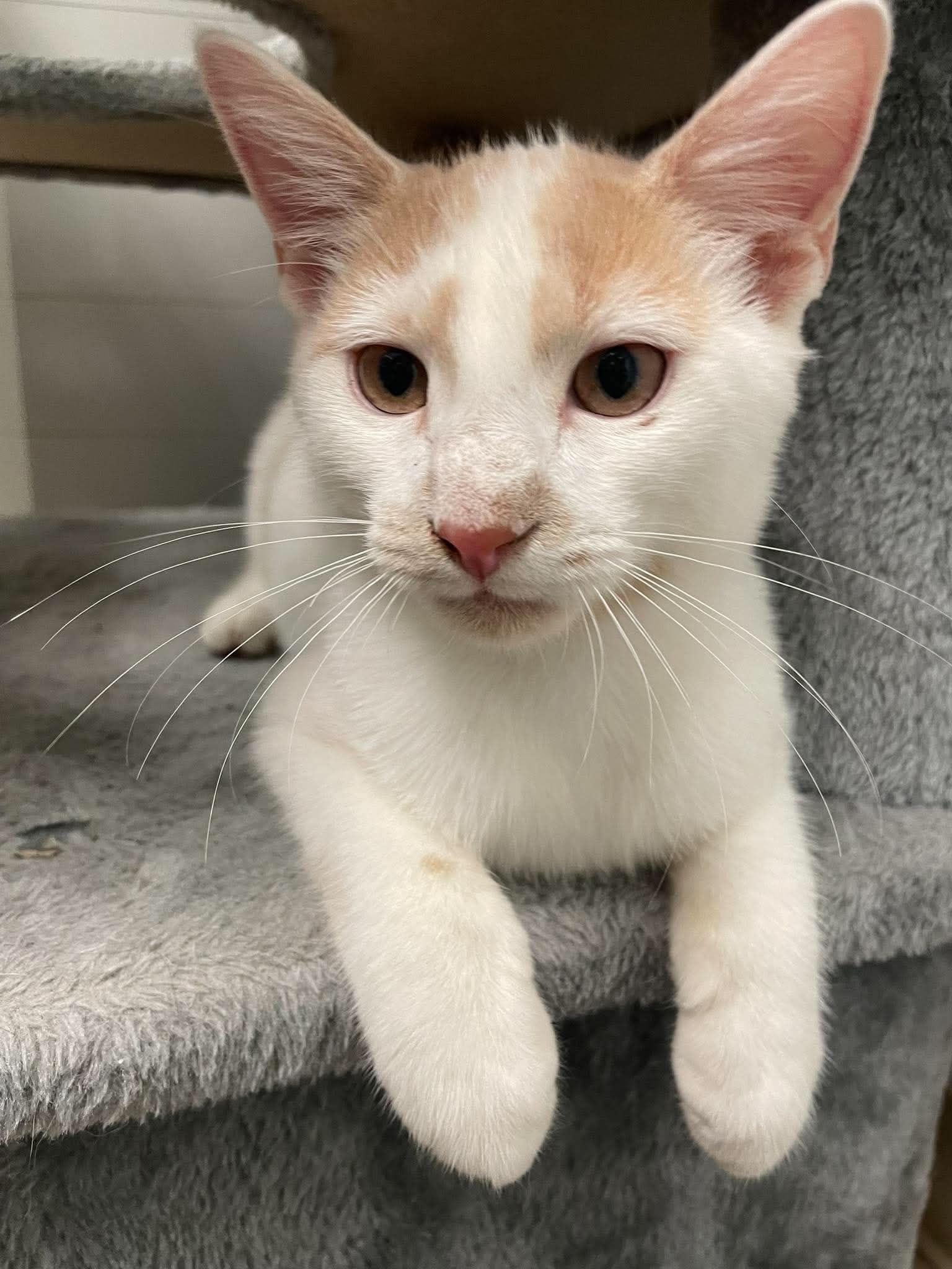 Popcorn, Domestic Short Hair