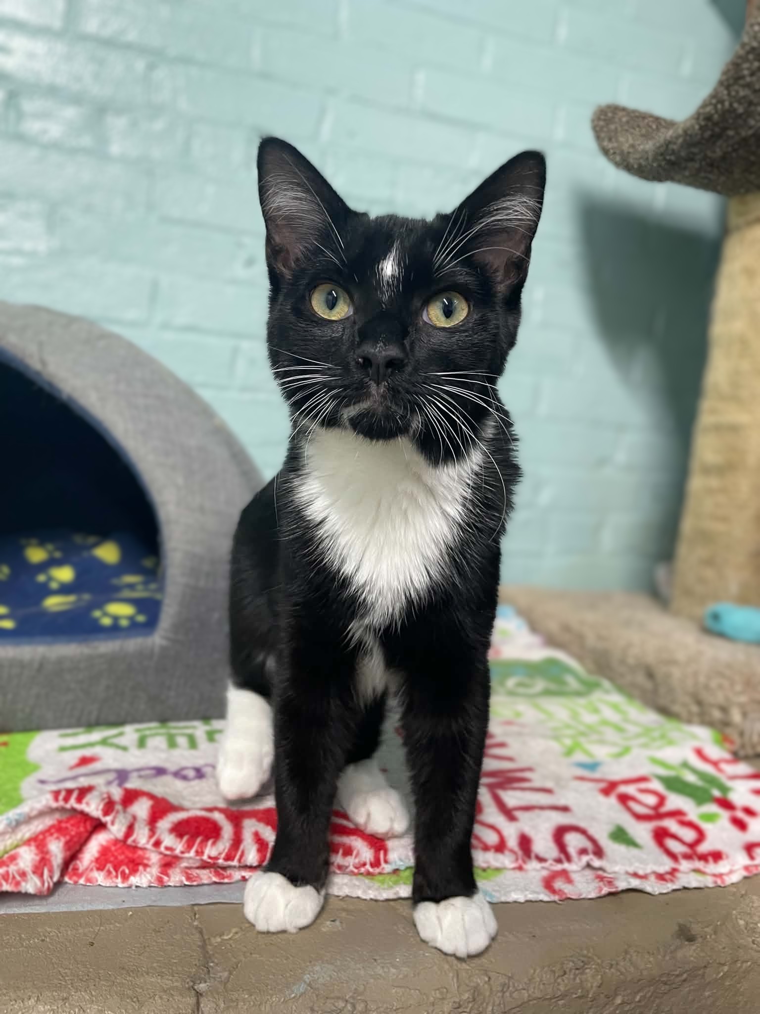 Mickey, Domestic Short Hair