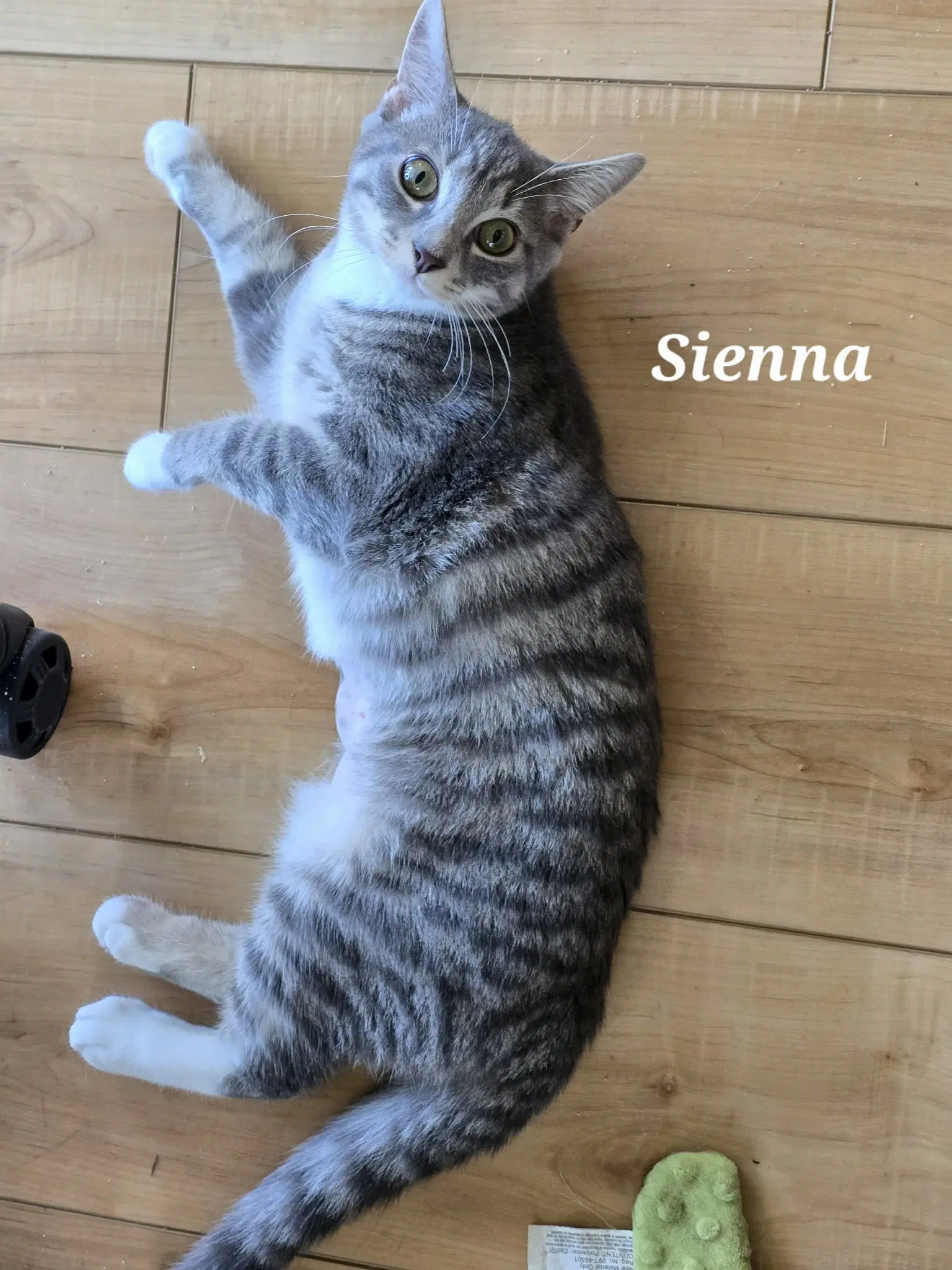 Sienna image 4