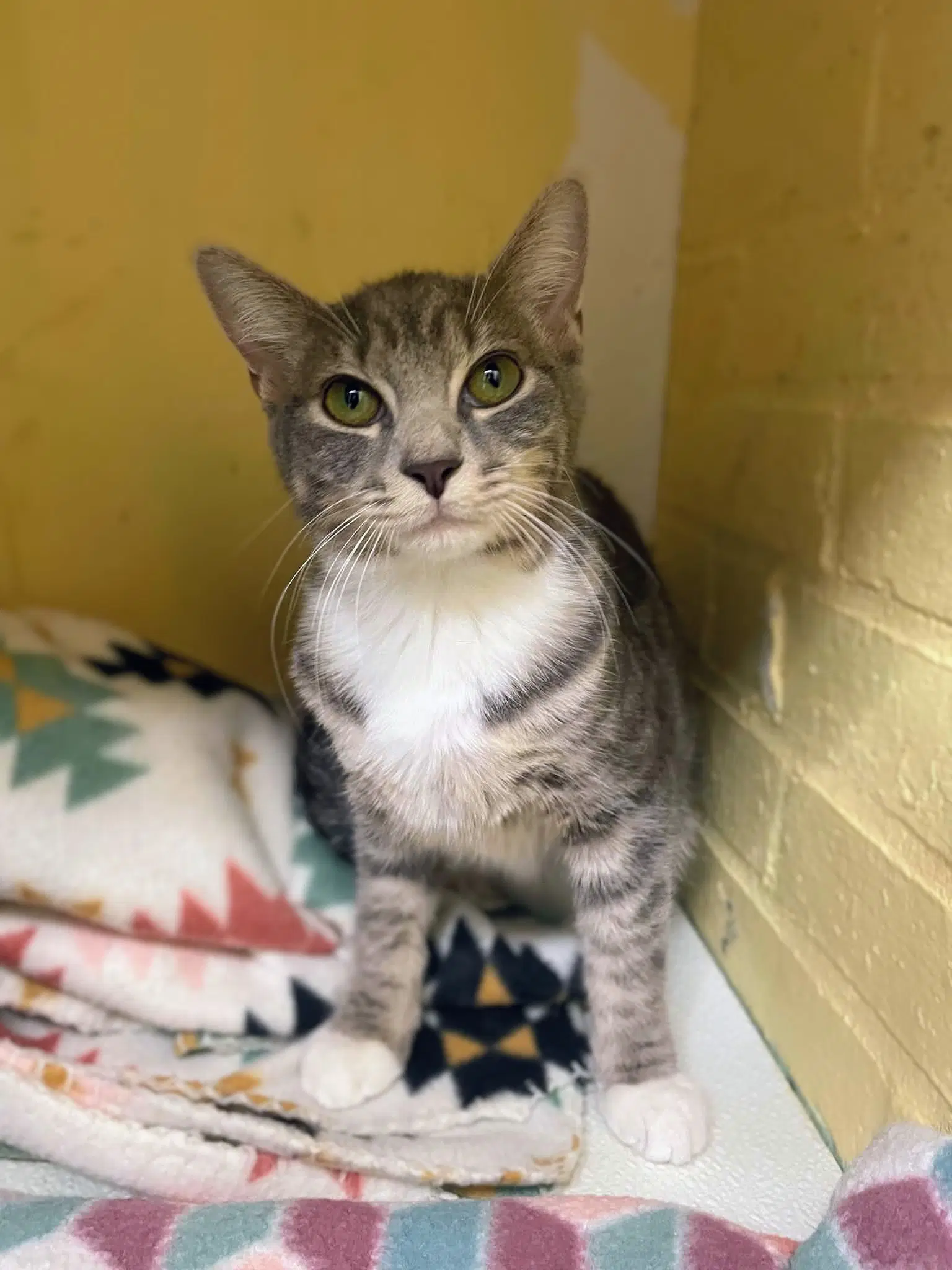 Sienna - Domestic Short Hair