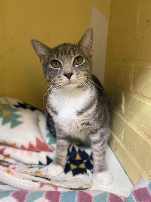 Sienna, a cat for adoption from FuRRR Feline Rescue