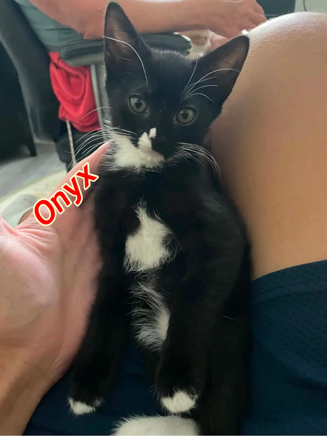 Onyx - Domestic Short Hair