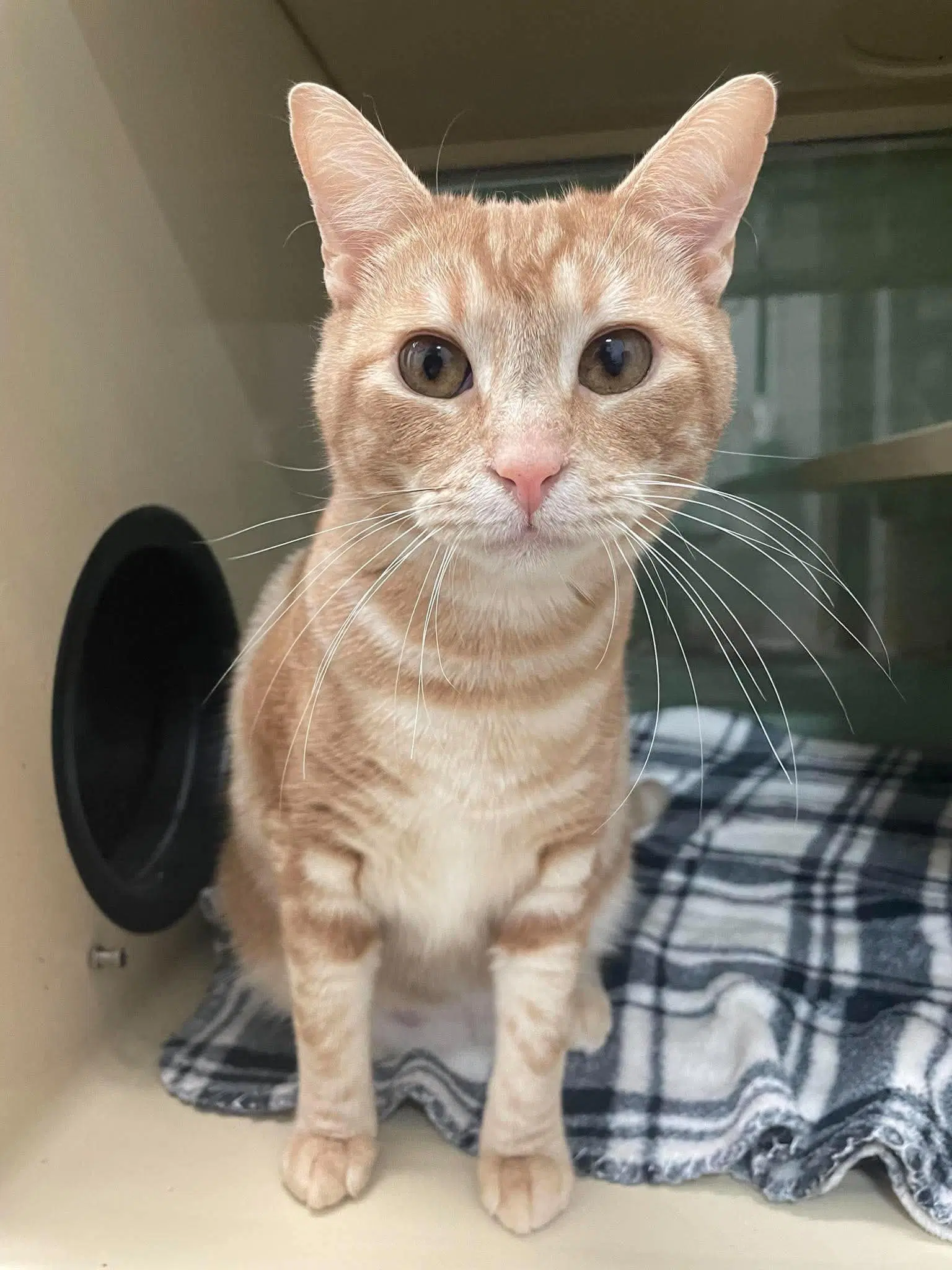 Calculator - Domestic Short Hair
