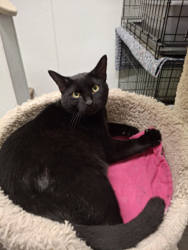 Goose, Domestic Short Hair