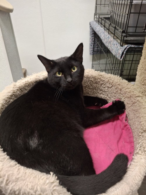 Goose, a cat for adoption from FuRRR Feline Rescue