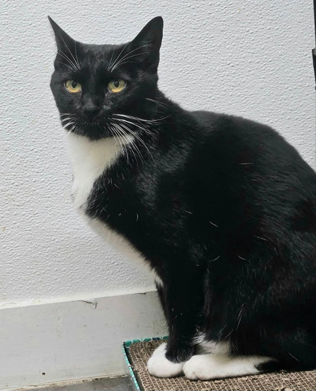 Mia, Domestic Short Hair