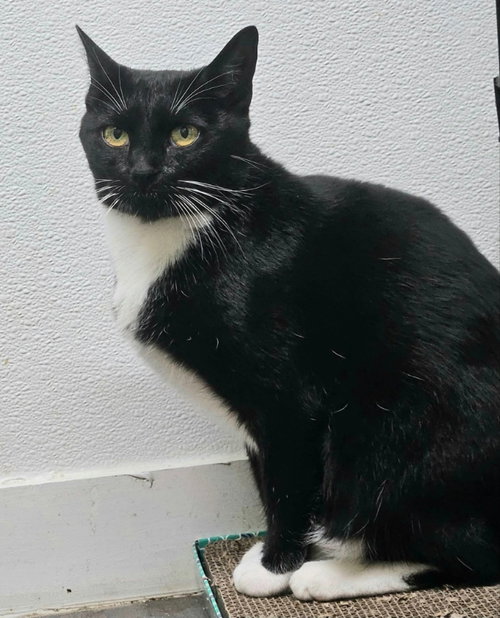 Mia, a cat for adoption from FuRRR Feline Rescue
