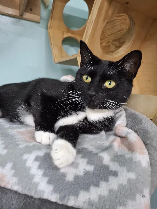 Mia - Domestic Short Hair
