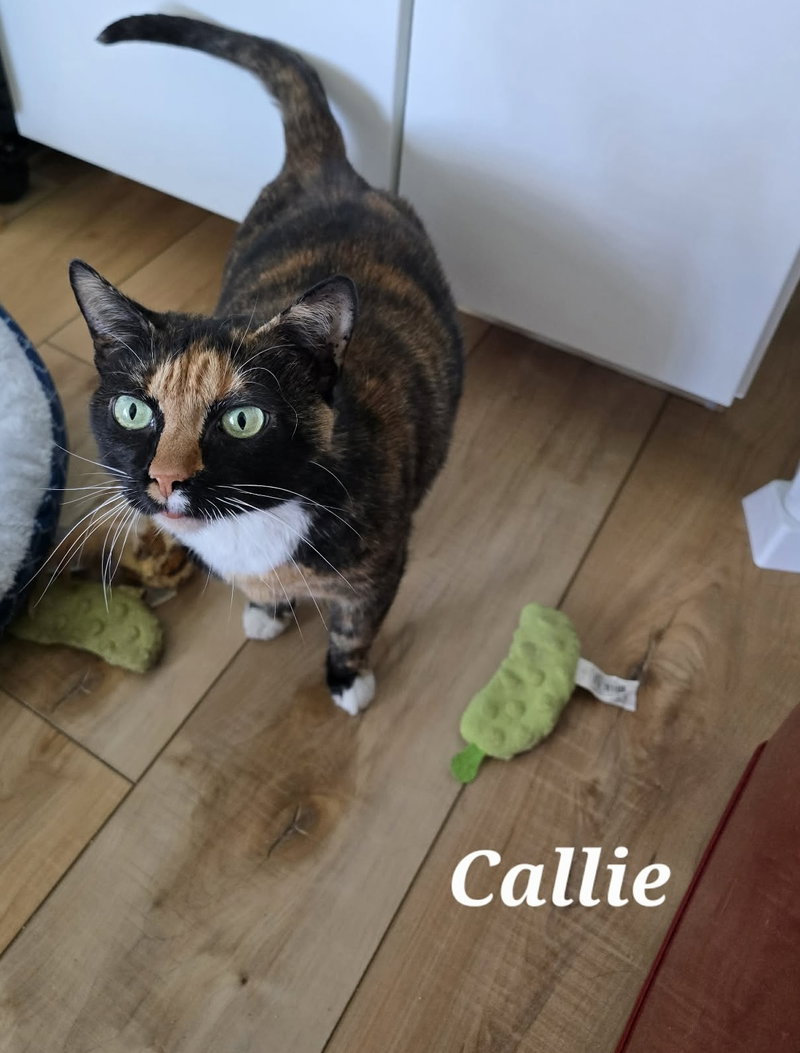 Callie, photo 3