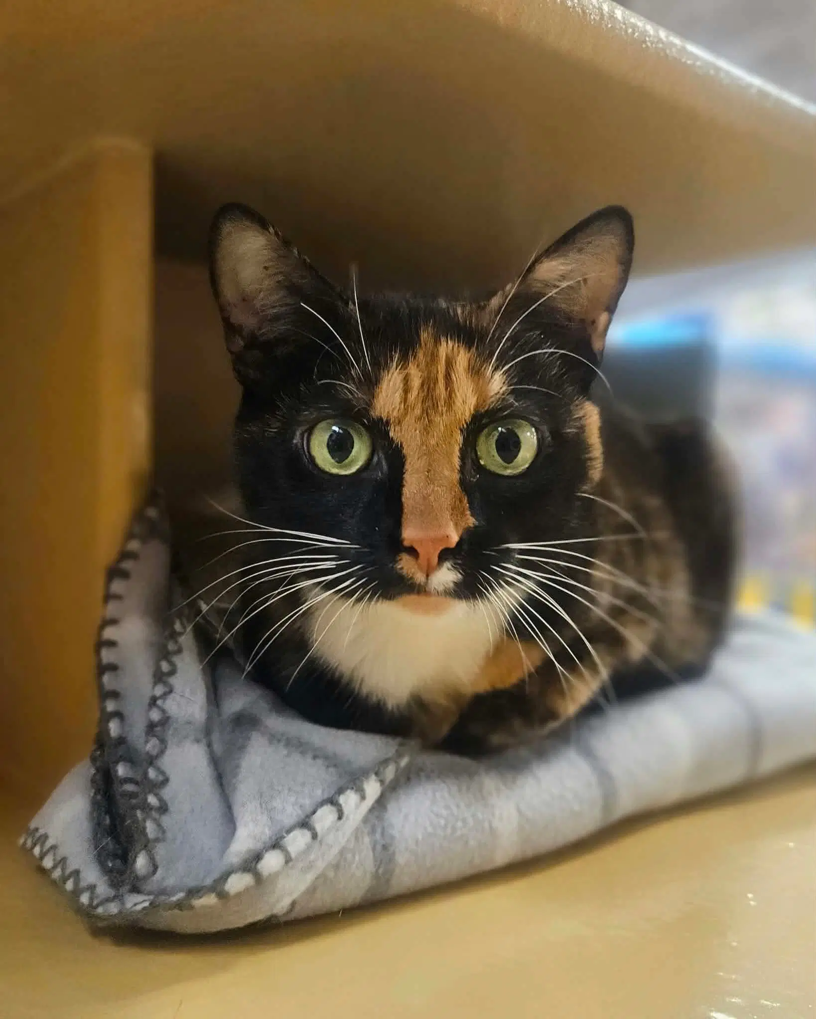 Callie image 2