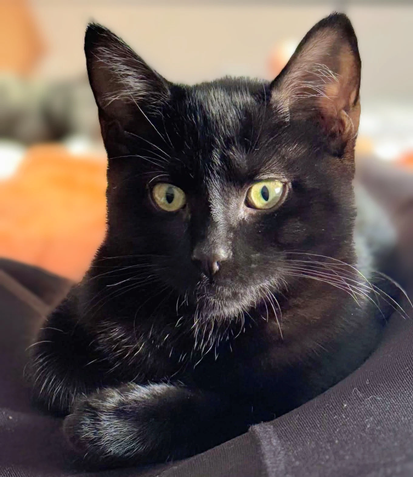 Kachi