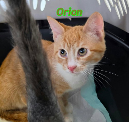Photo 3 of Orion and Leo