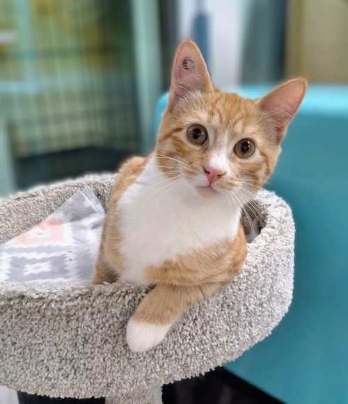 Orion and Leo, a cat for adoption from FuRRR Feline Rescue