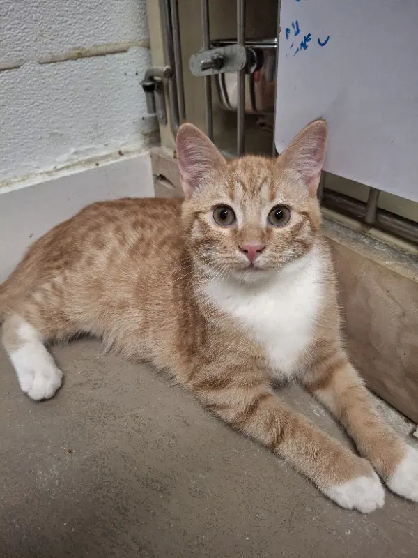 Atlas - Domestic Short Hair