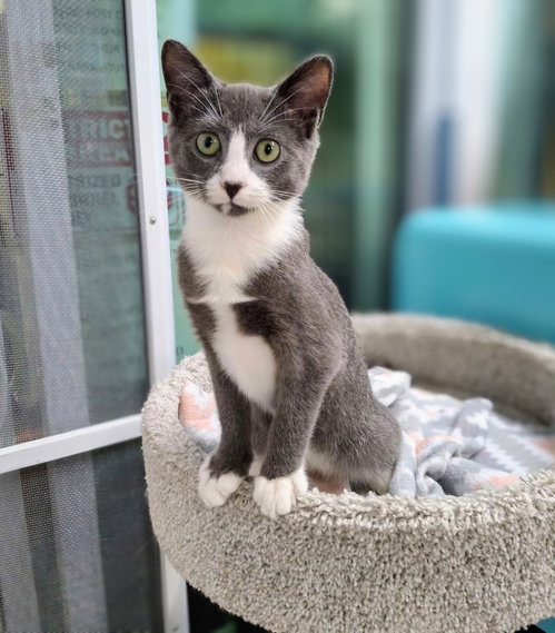 Leo and Orion, a cat for adoption from FuRRR Feline Rescue