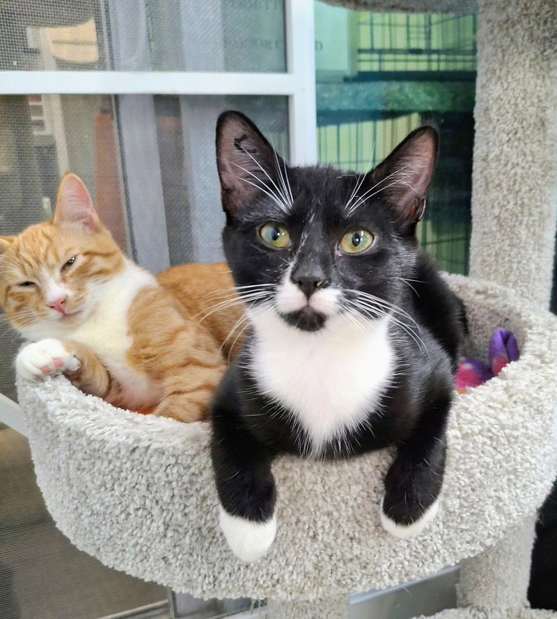 Celestial and Lyra, female kittens up for adoption
