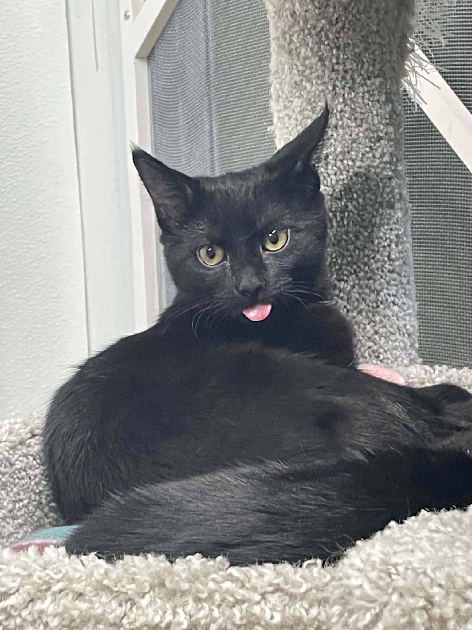 Lyra