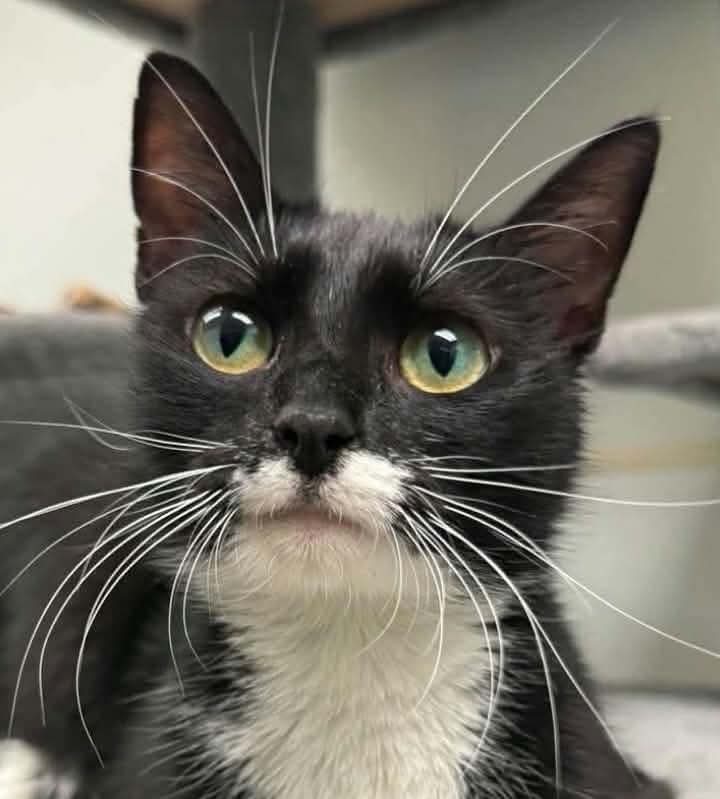 Ida B Wells - Domestic Short Hair