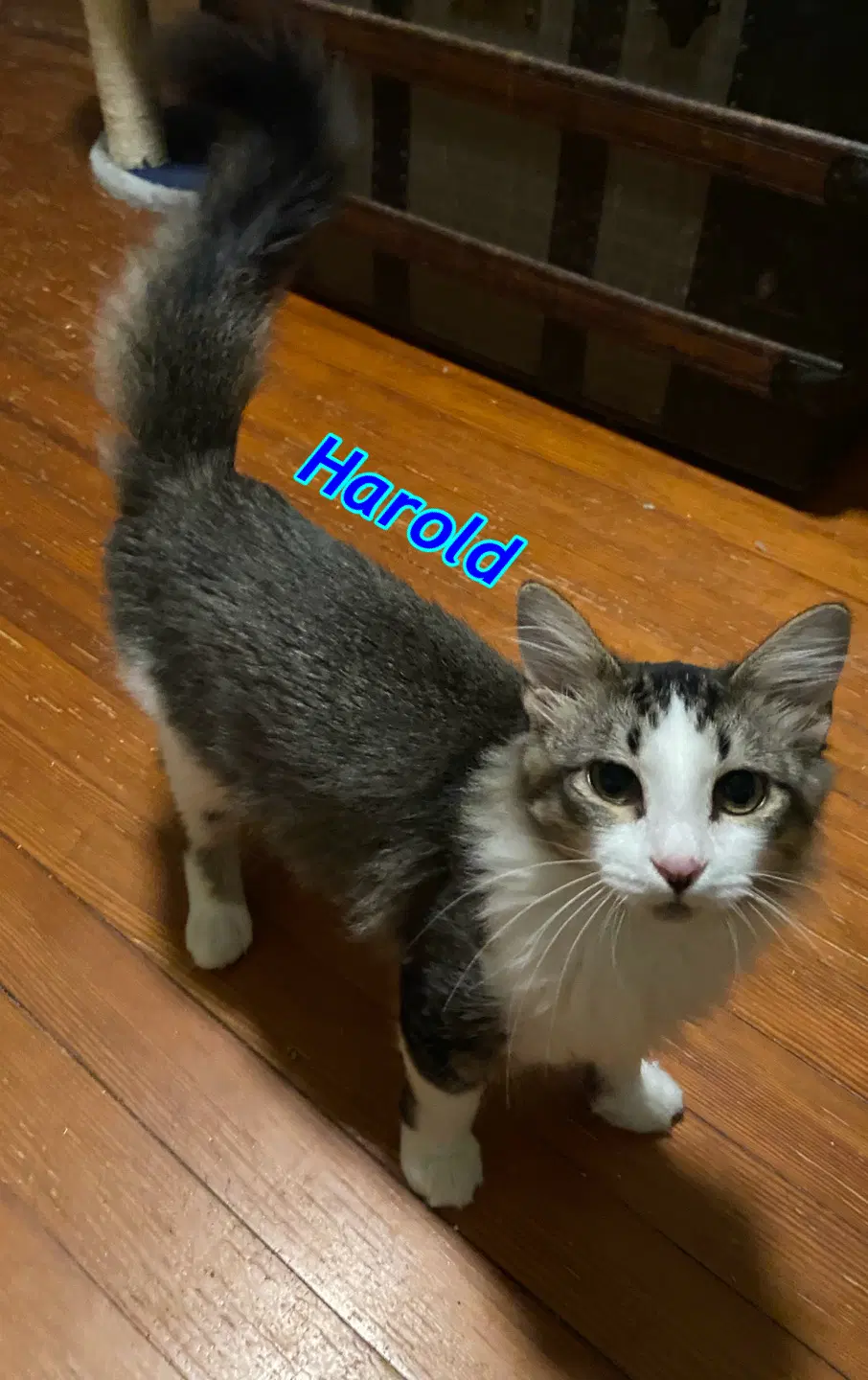 Harold image 4