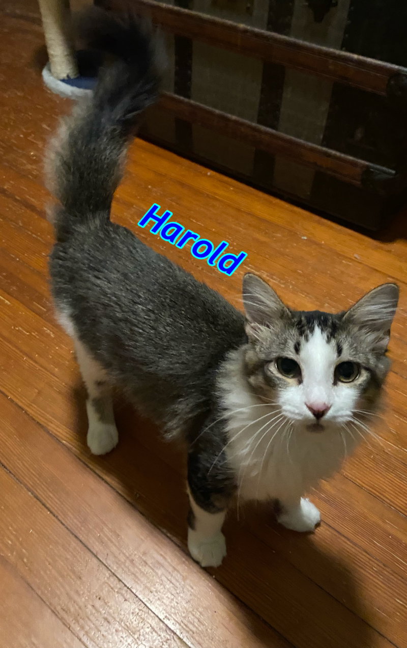 Harold, photo 4