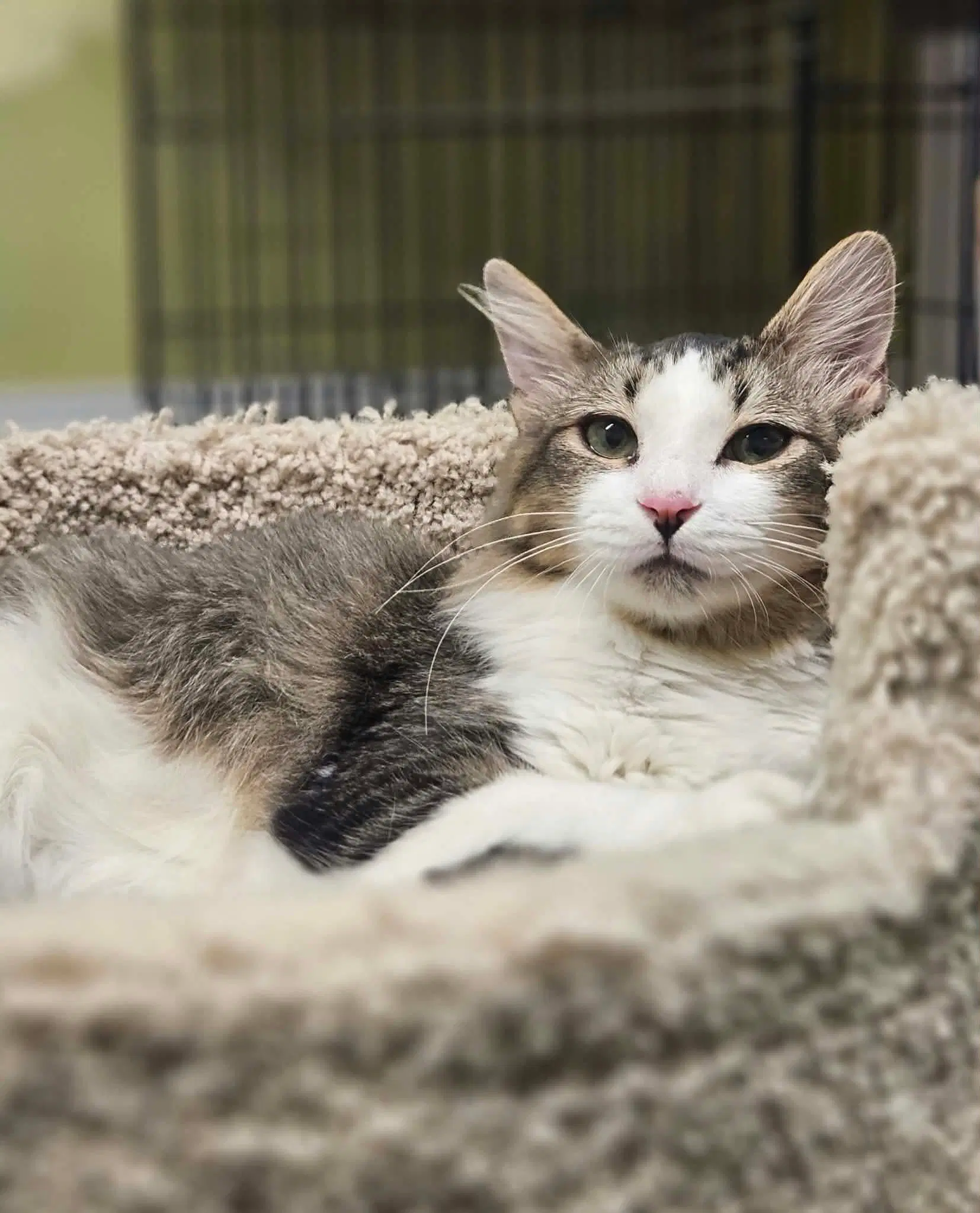 Harold - Domestic Medium Hair