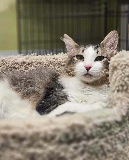 Harold, a cat for adoption from FuRRR Feline Rescue