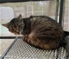 adoptable Cat in tampa, FL named Punky Brewster