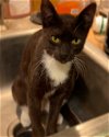 adoptable Cat in tampa, FL named Muenster