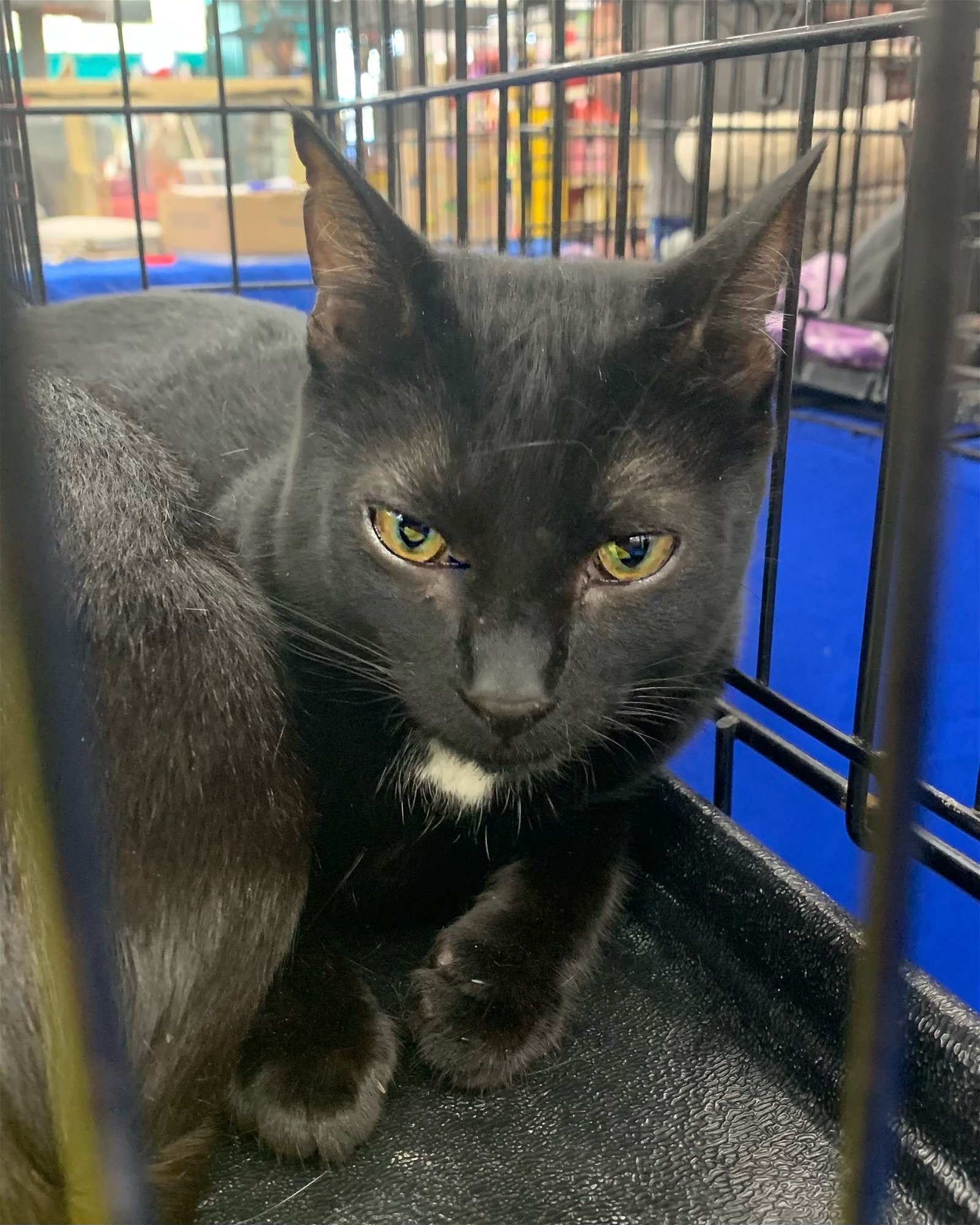 adoptable Cat in Tampa, FL named Brie