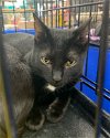 adoptable Cat in , FL named Brie