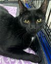 adoptable Cat in tampa, FL named Feta