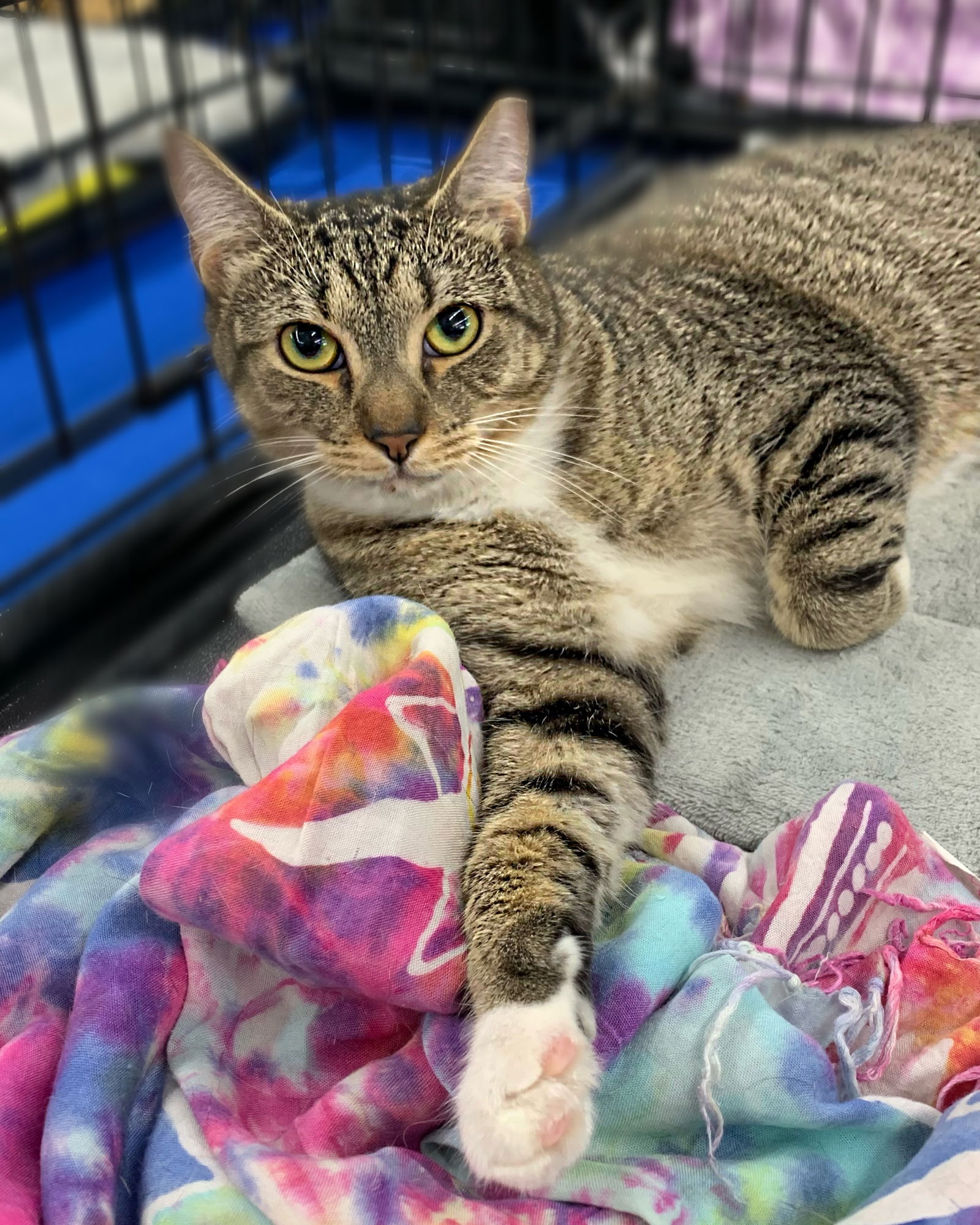 adoptable Cat in Tampa, FL named Willie