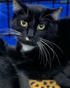 adoptable Cat in tampa, FL named Richard