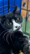 adoptable Cat in tampa, FL named Keith