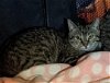 adoptable Cat in tampa, FL named Captain Hook