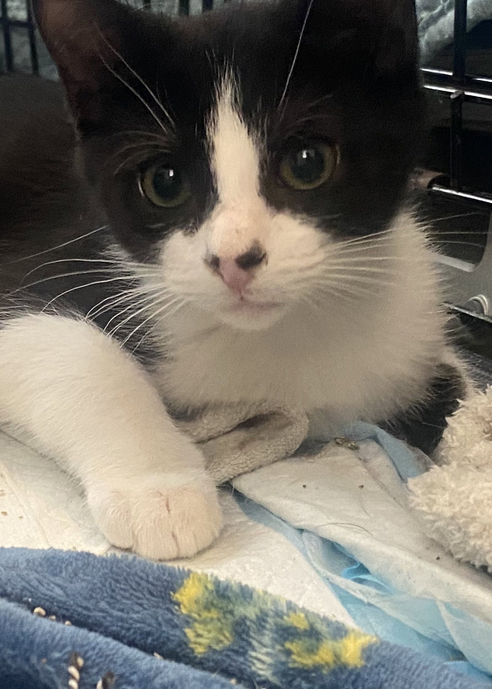 Cats For Adoption In Holiday Florida Alpha Paw