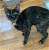 adoptable Cat in tampa, FL named Pebbles