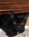 adoptable Cat in tampa, FL named Lissandra