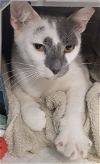 adoptable Cat in tampa, FL named Pistachio