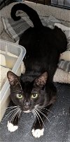 adoptable Cat in tampa, FL named Cassidy