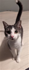 adoptable Cat in tampa, FL named Tipster