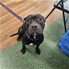 adoptable Dog in tampa, FL named Lord Byron