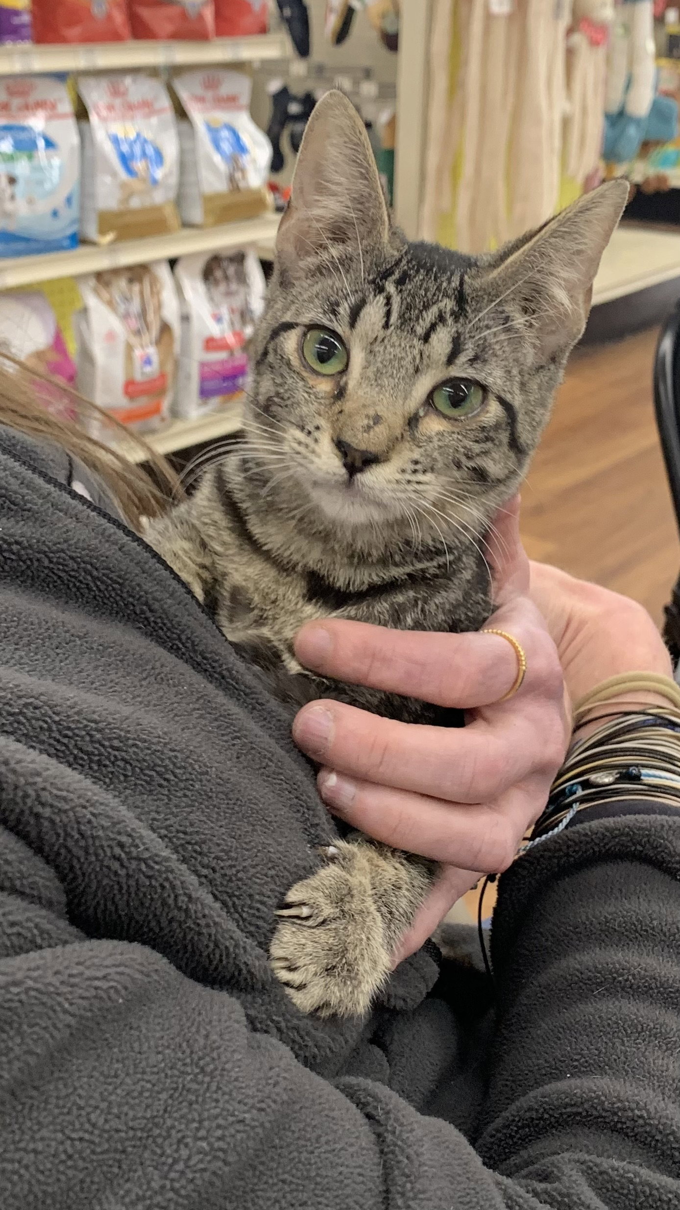 Cat adoption in Tampa, FL 33605 Domestic Short Hair / Mixed (short