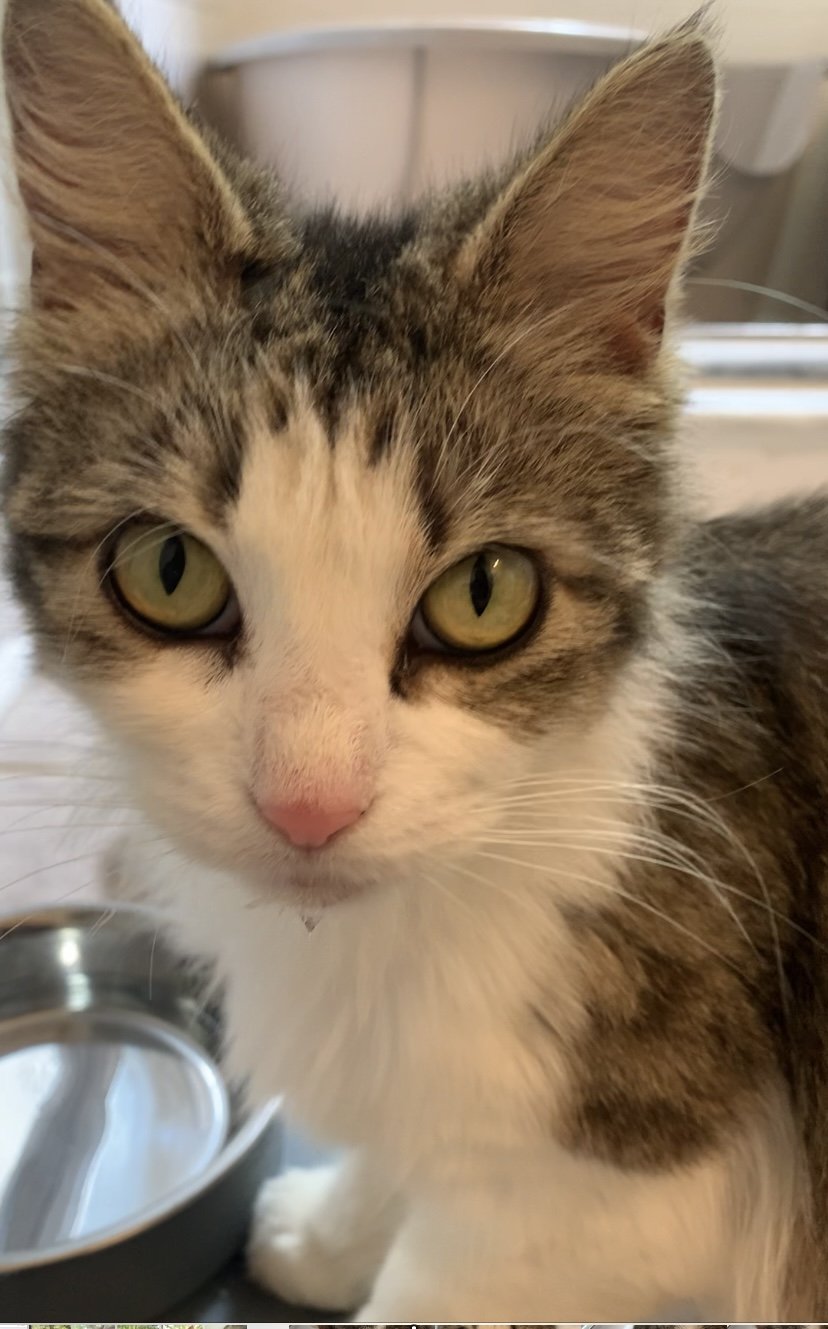 adoptable Cat in Tampa, FL named Minina