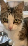 adoptable Cat in tampa, FL named Minina